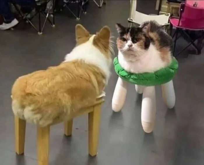 Funny Pets (20 pics)