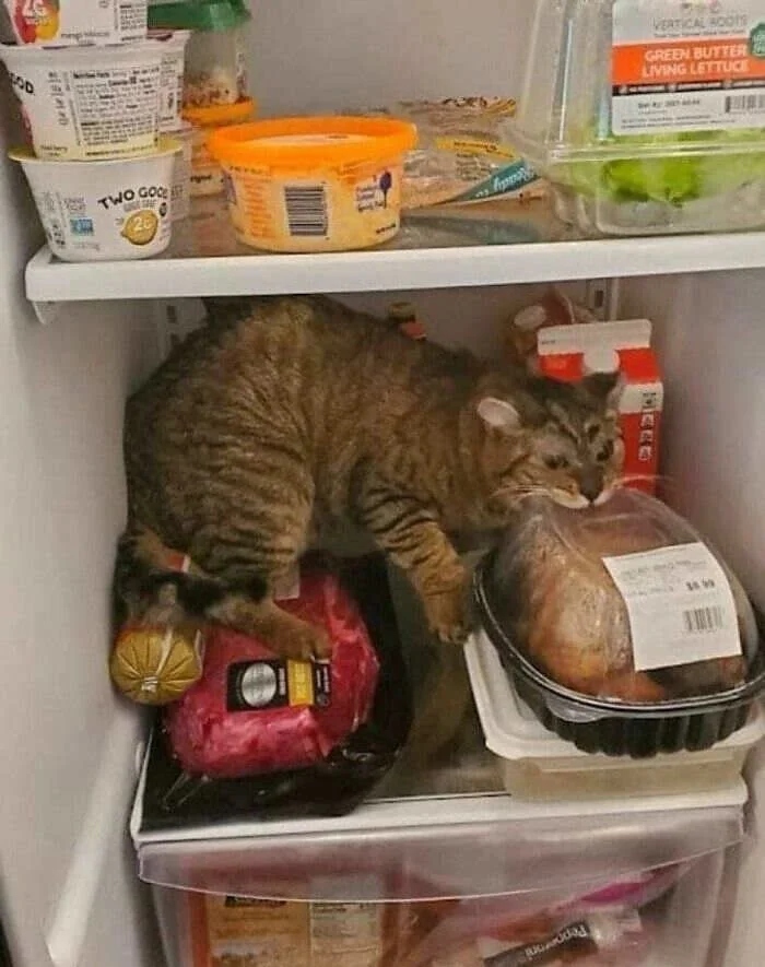 Funny Pets (20 pics)