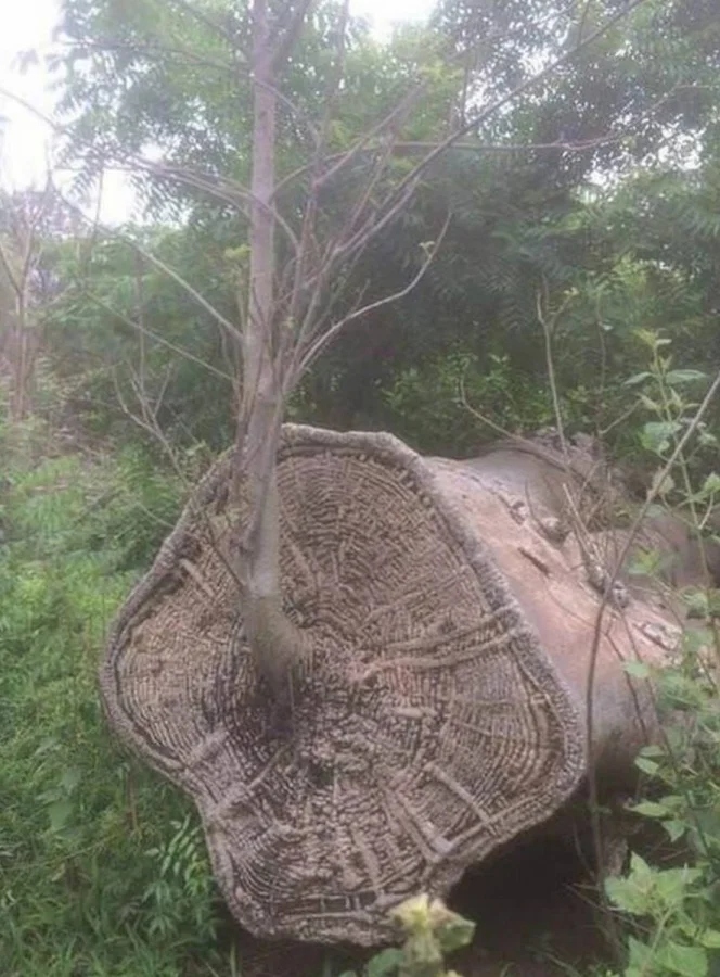 The Power Of Nature (23 pics)