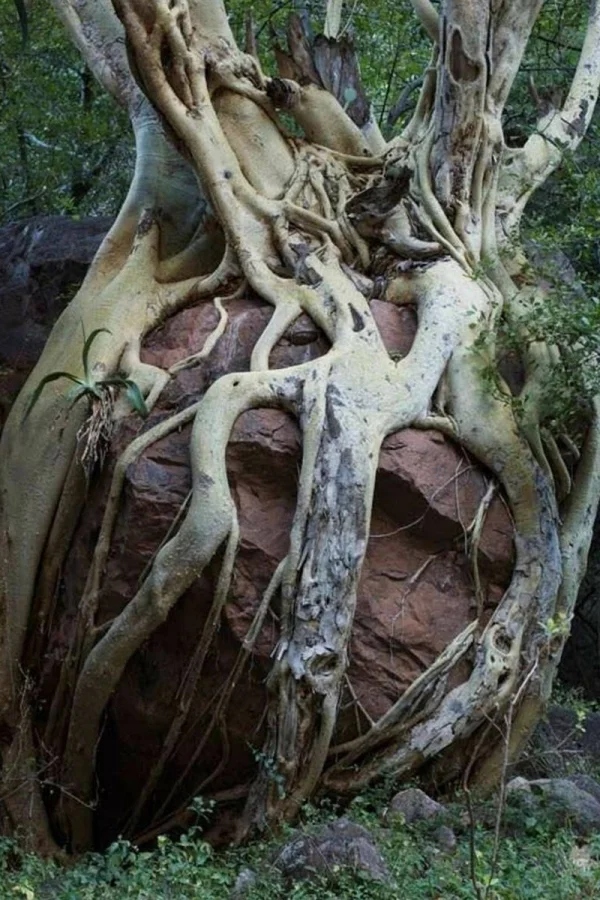 The Power Of Nature (23 pics)