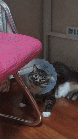 Acid GIFs, October 9 (25 gifs) Acid GIFs, October 9 (25 gifs)