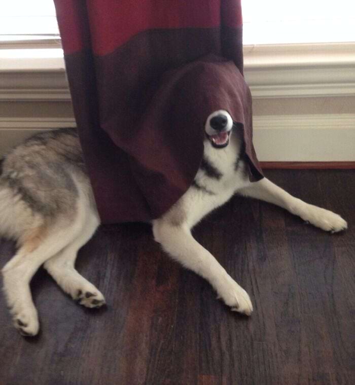 They Are Trying To Hide (18 pics)
