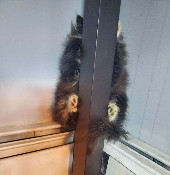 They Are Trying To Hide (18 pics)
