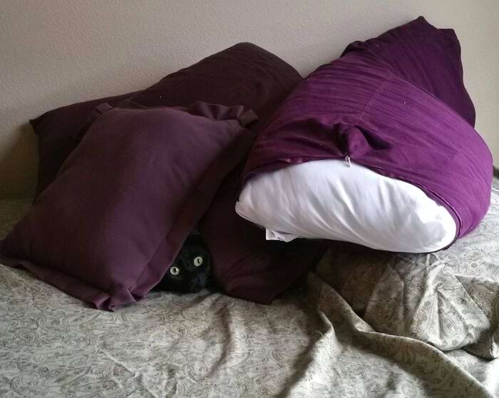 They Are Trying To Hide (18 pics)
