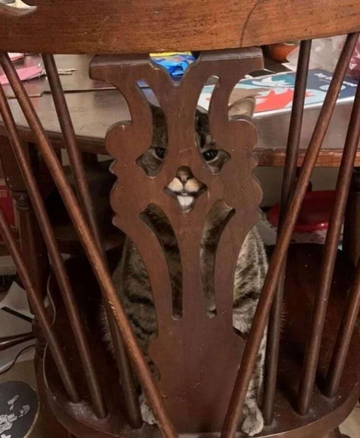 They Are Trying To Hide (18 pics)