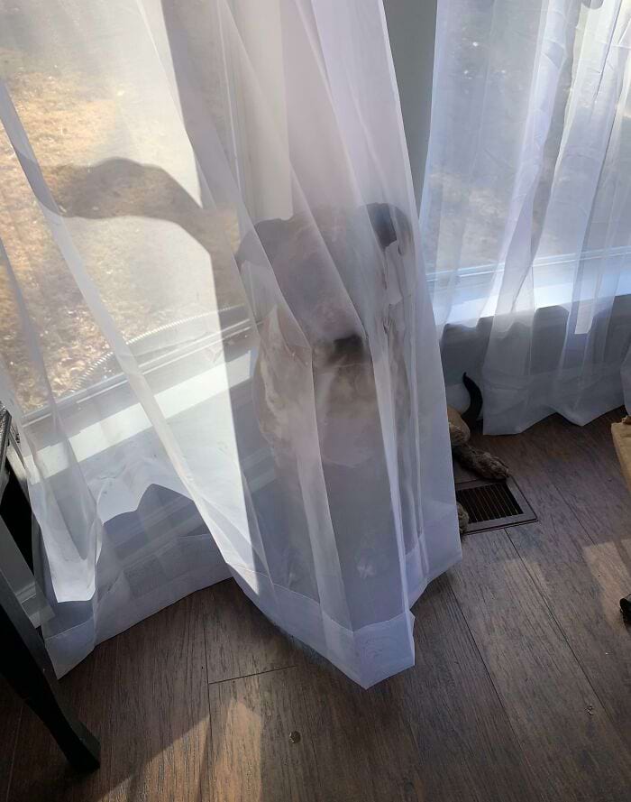 They Are Trying To Hide (18 pics)