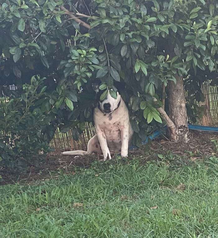 They Are Trying To Hide (18 pics)