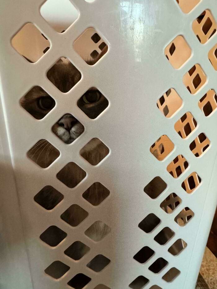 They Are Trying To Hide (18 pics)