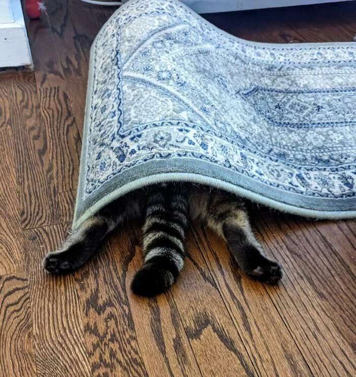 They Are Trying To Hide (18 pics)