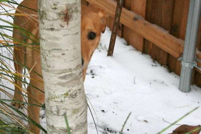 They Are Trying To Hide (18 pics)