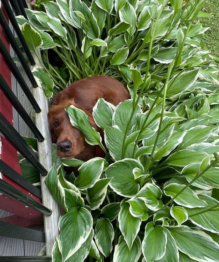 They Are Trying To Hide (18 pics)