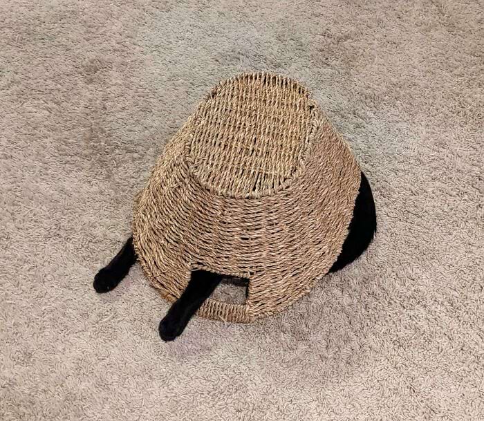 They Are Trying To Hide (18 pics)