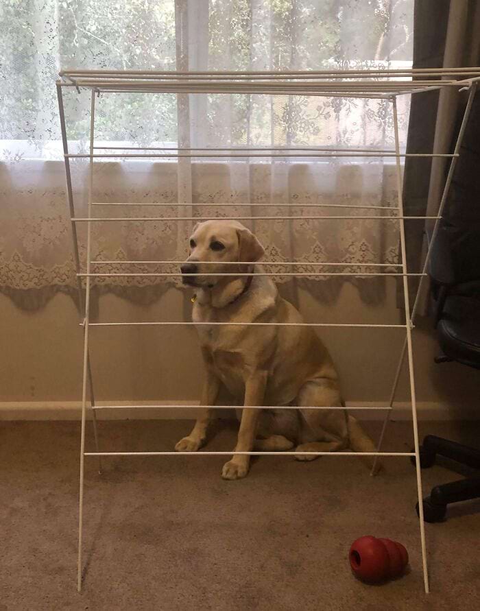 They Are Trying To Hide (18 pics)