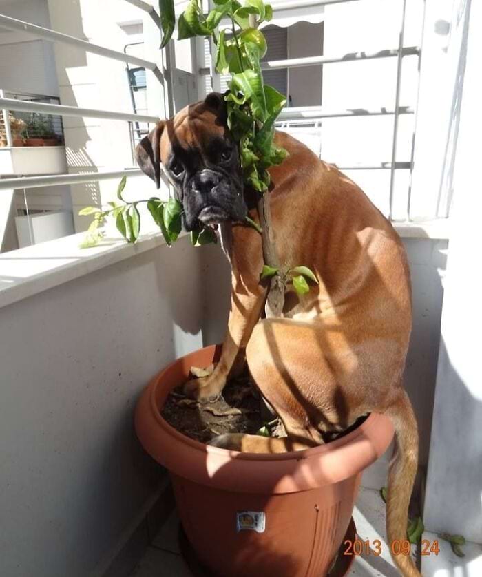 They Are Trying To Hide (18 pics)