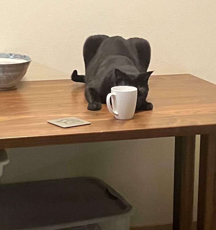 They Are Trying To Hide (18 pics)