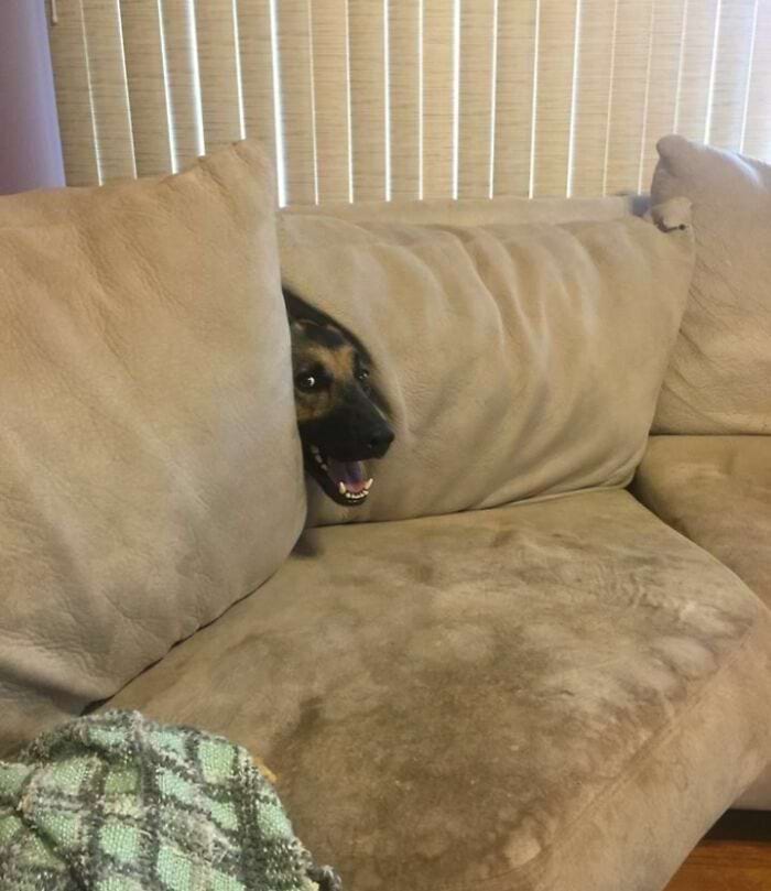They Are Trying To Hide (18 pics)