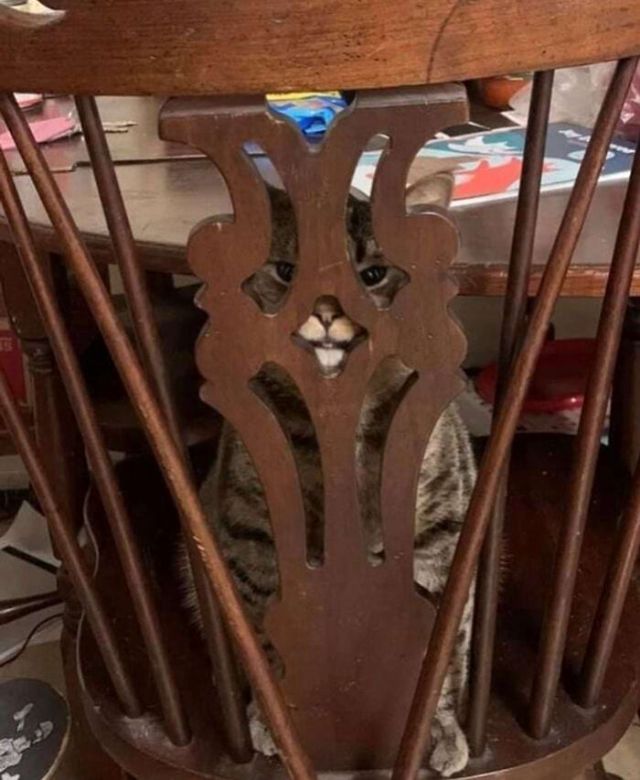 They Are Trying To Hide (18 pics)