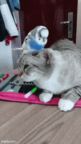 Acid GIFs, October 10 (25 gifs) Acid GIFs, October 10 (25 gifs)