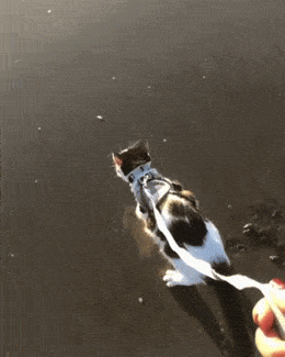 Acid GIFs, October 10 (25 gifs) Acid GIFs, October 10 (25 gifs)