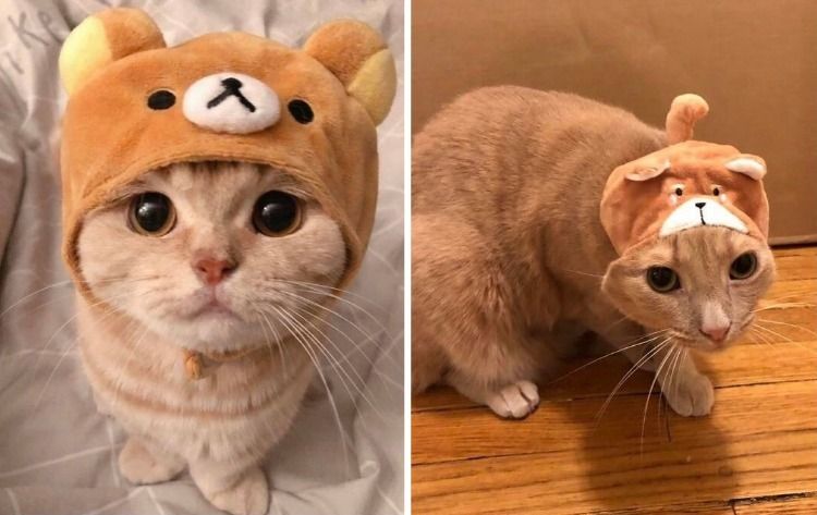 Failed Purchases (17 pics)