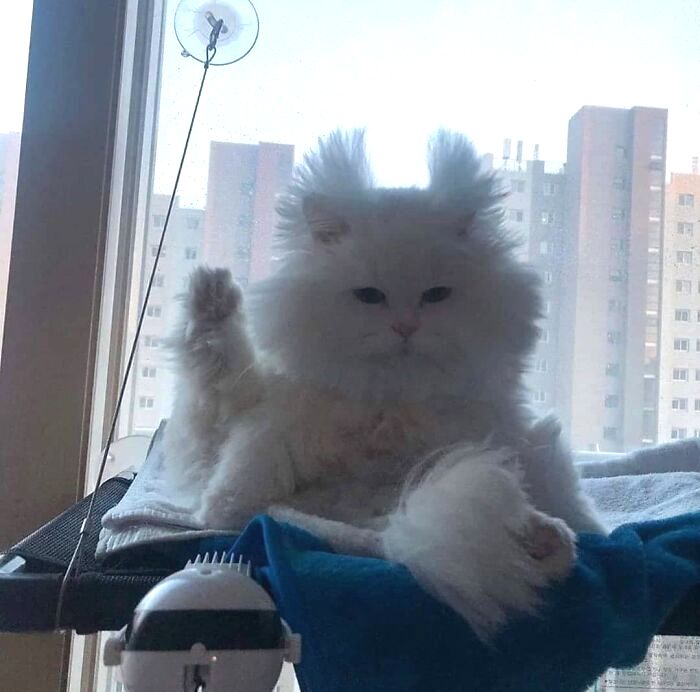 Funny Pets (18 pics)
