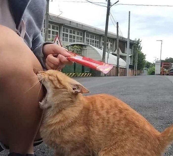 Funny Pets (18 pics)