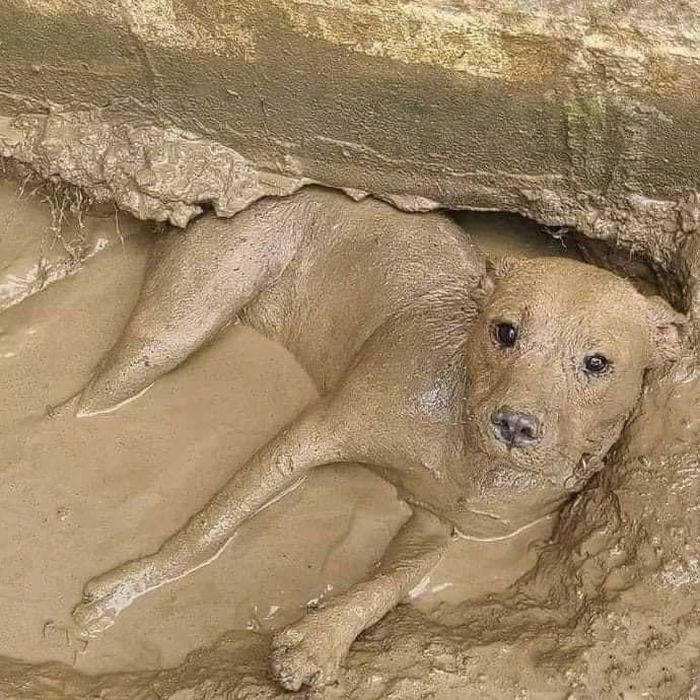 Funny Pets (18 pics)