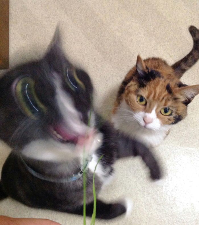 Funny Pets (18 pics)