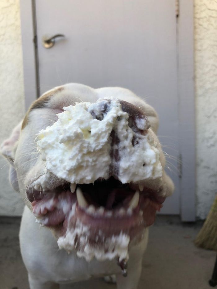 Funny Pets (18 pics)