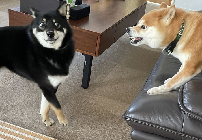 Funny Pets (18 pics)