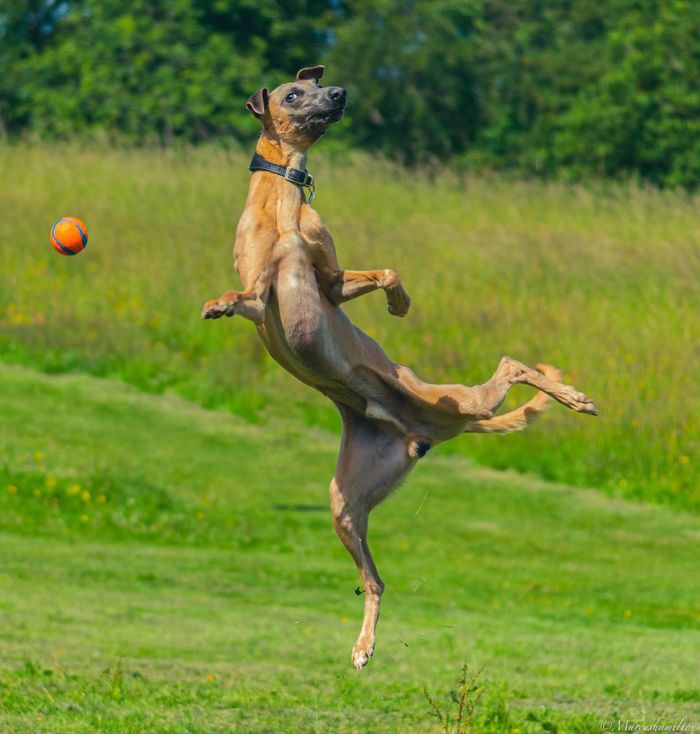 Funny Pets (18 pics)