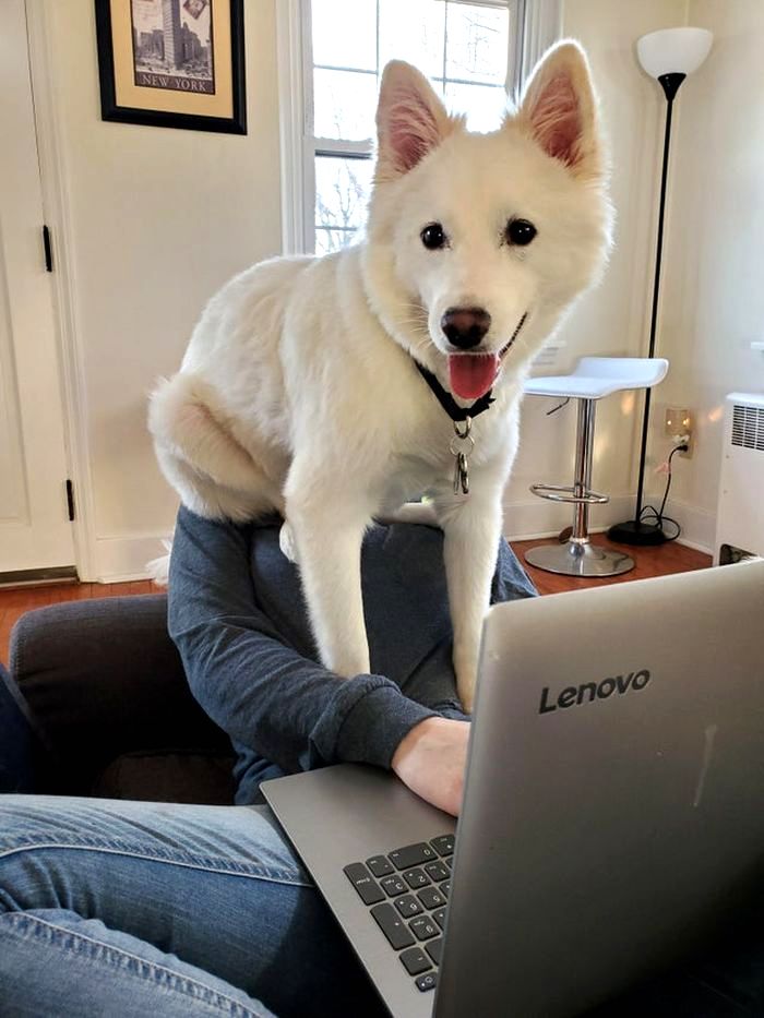 Funny Pets (18 pics)