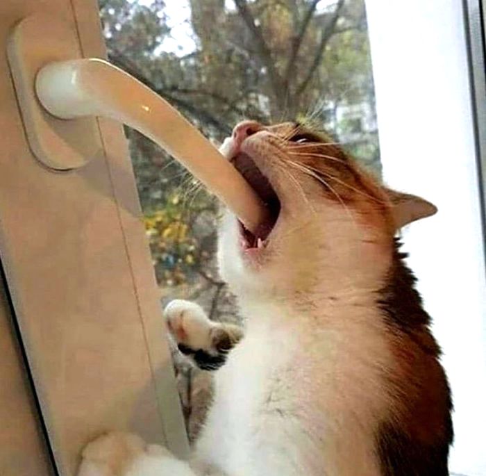Funny Pets (18 pics)