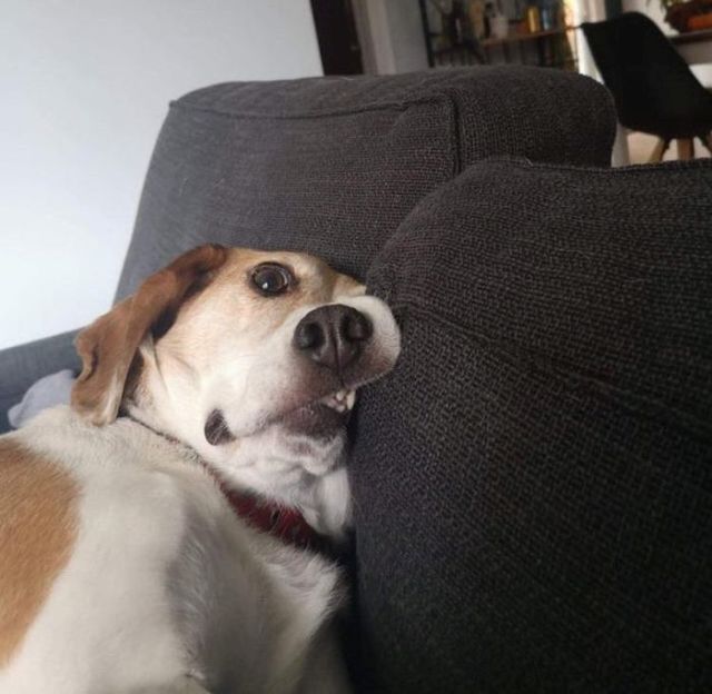 Funny Pets (18 pics)