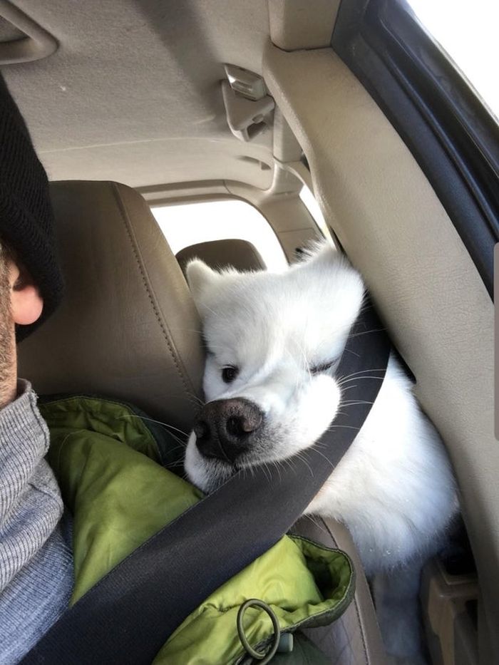 Funny Pets (18 pics)