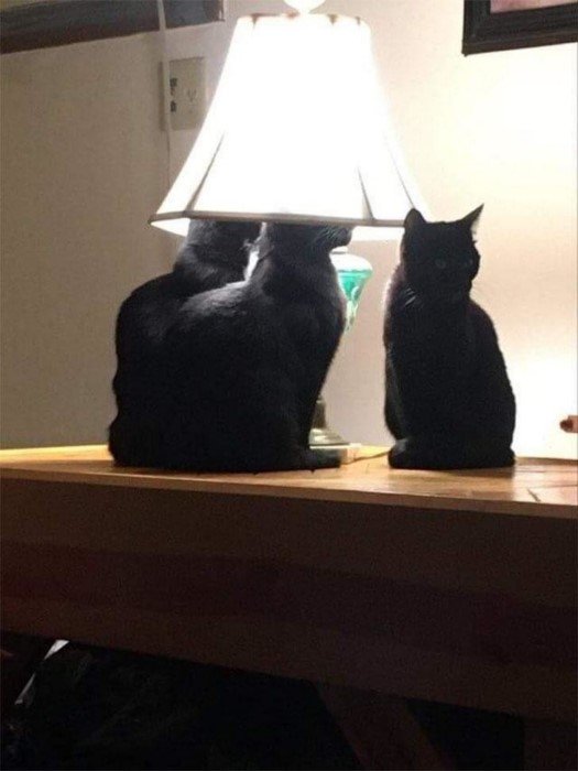 They Can Sleep Anywhere (19 pics)