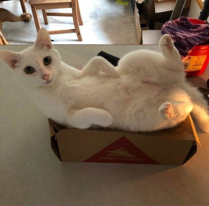 They Can Sleep Anywhere (19 pics)