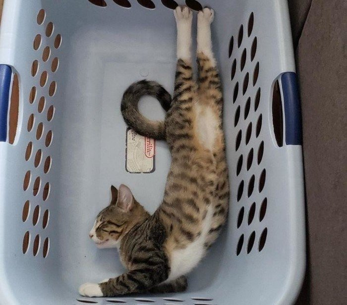 They Can Sleep Anywhere (19 pics)