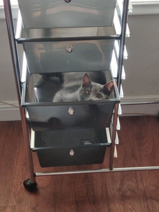 They Can Sleep Anywhere (19 pics)