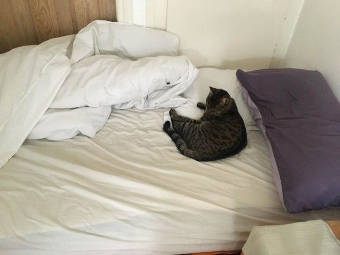 They Can Sleep Anywhere (19 pics)