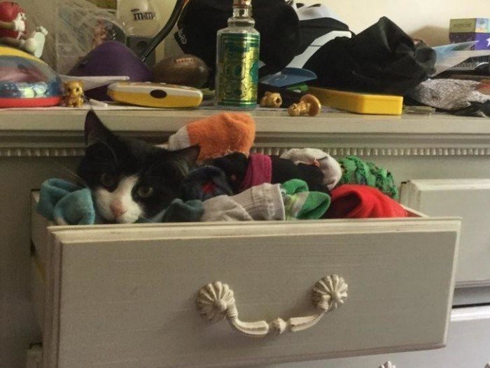 They Can Sleep Anywhere (19 pics)