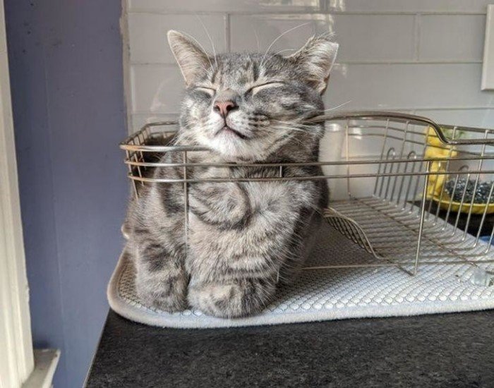 They Can Sleep Anywhere (19 pics)