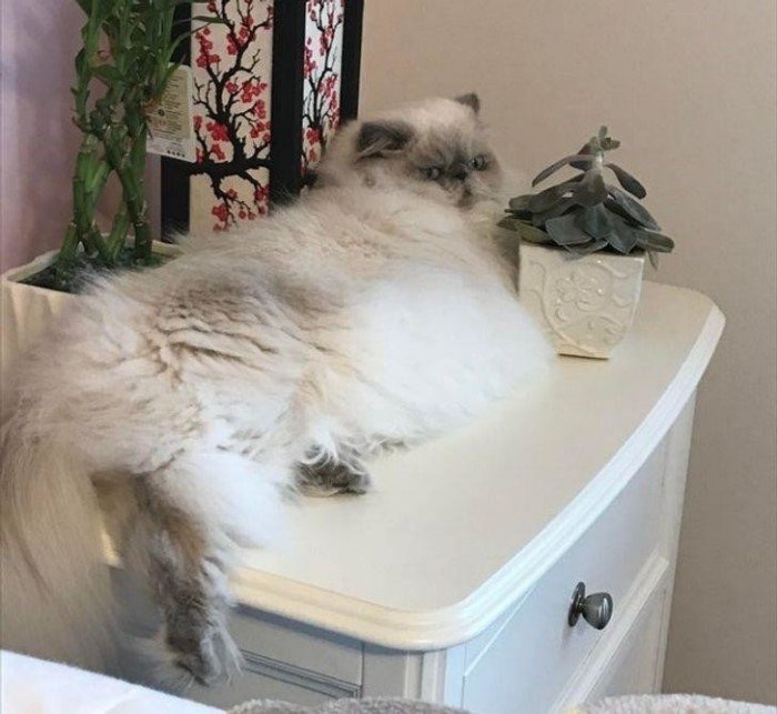 They Can Sleep Anywhere (19 pics)