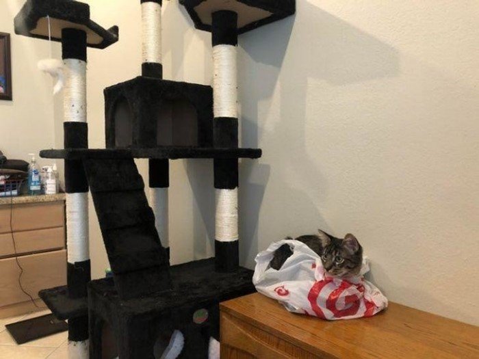 They Can Sleep Anywhere (19 pics)