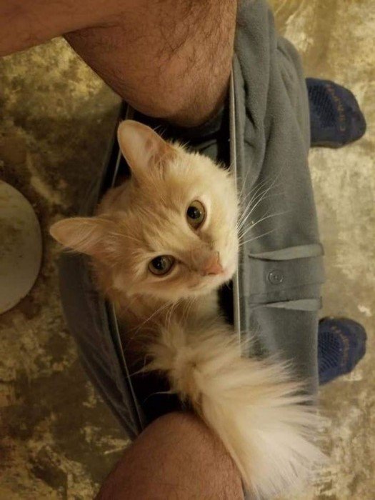 They Can Sleep Anywhere (19 pics)