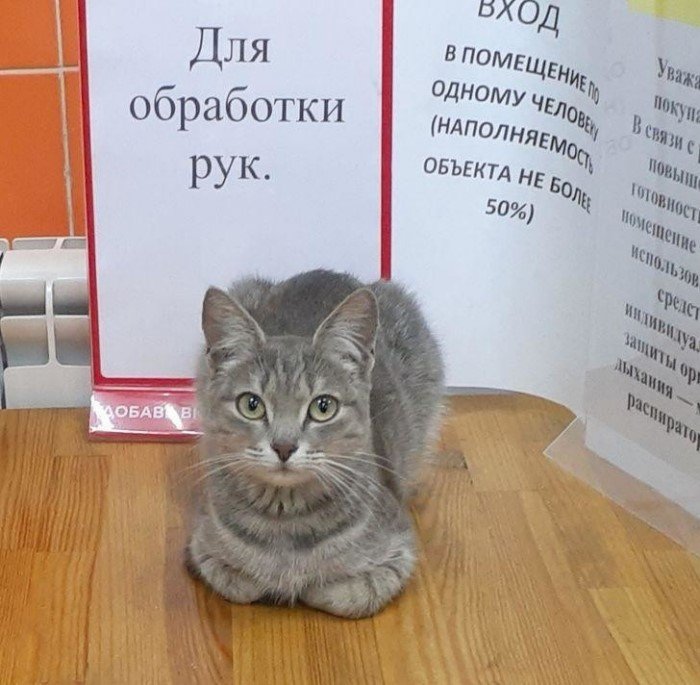 They Can Sleep Anywhere (19 pics)