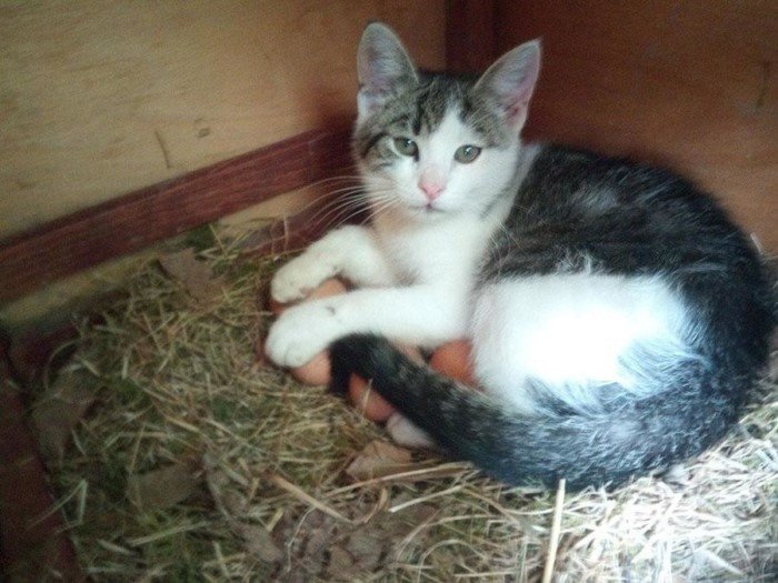 They Can Sleep Anywhere (19 pics)