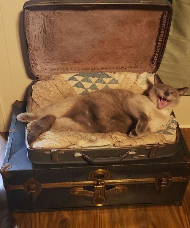 They Can Sleep Anywhere (19 pics)