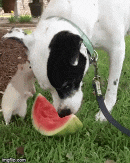 Acid GIFs, October 13 (25 gifs)