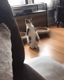 Acid GIFs, October 13 (25 gifs)